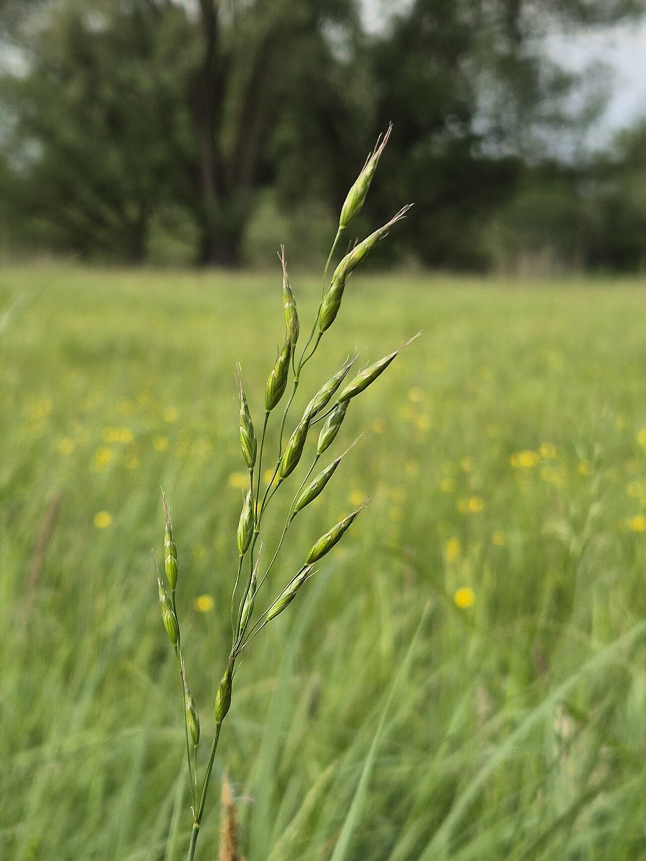 Bald brome: Panicle Taxonym: Bromus racemosus ss Fischer et al. EfÖLS 2008 ISBN 978-3-85474-187-9 Location: Wetland "In Hangen" north of Ulrichskirchen, district Mistelbach
