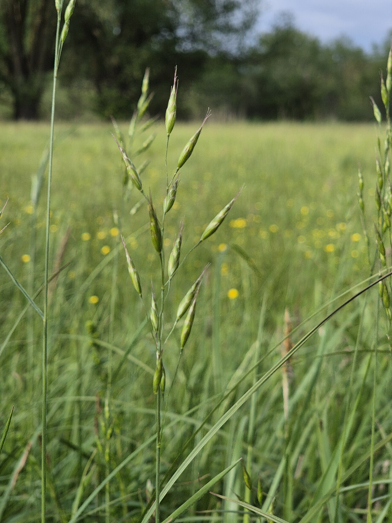 Bald brome: Panicle Taxonym: Bromus racemosus ss Fischer et al. EfÖLS 2008 ISBN 978-3-85474-187-9 Location: Wetland "In Hangen" north of Ulrichskirchen, district Mistelbach
