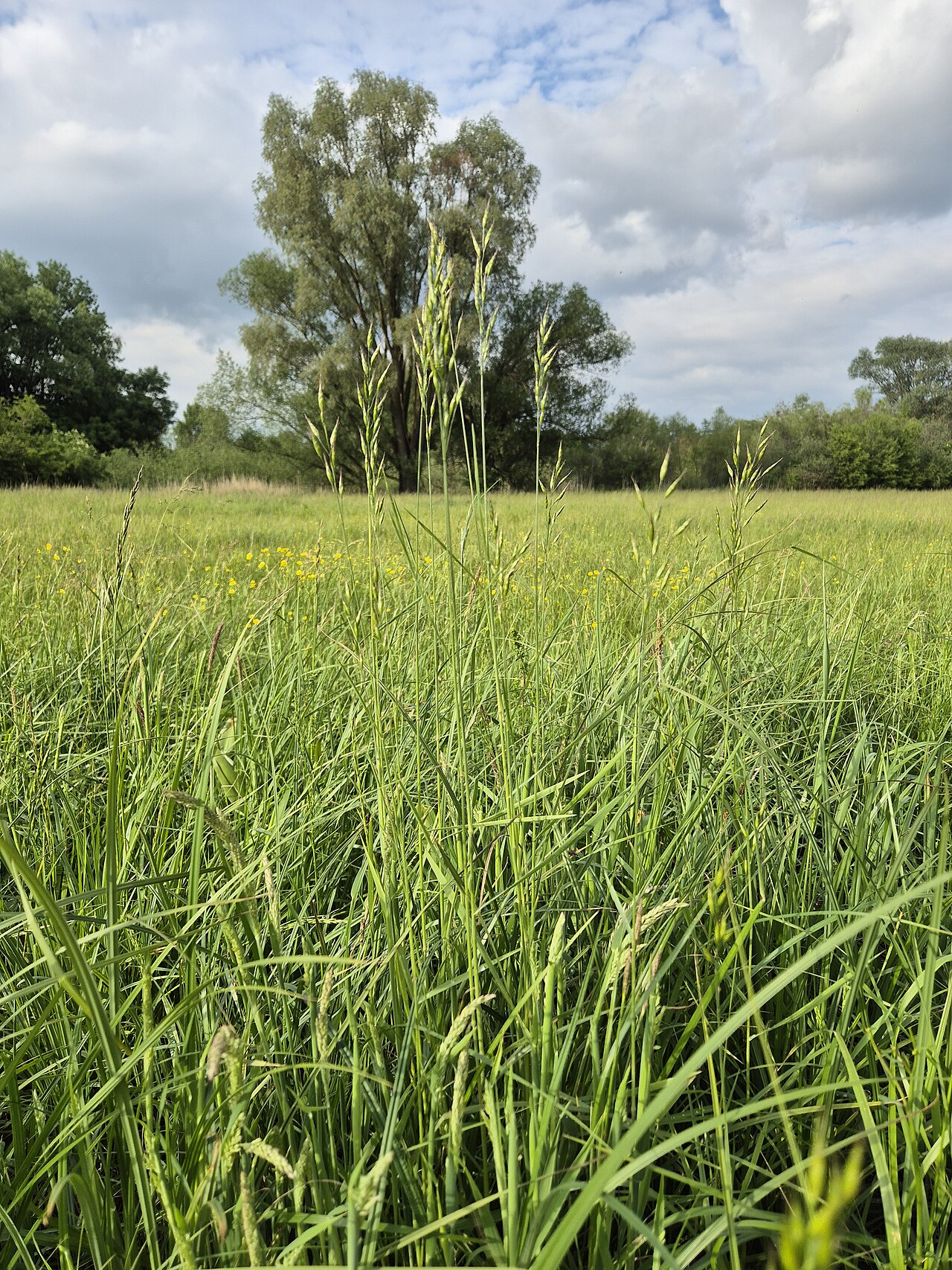 Bald brome: Habitus Taxonym: Bromus racemosus ss Fischer et al. EfÖLS 2008 ISBN 978-3-85474-187-9 Location: Wetland "In Hangen" north of Ulrichskirchen, district Mistelbach