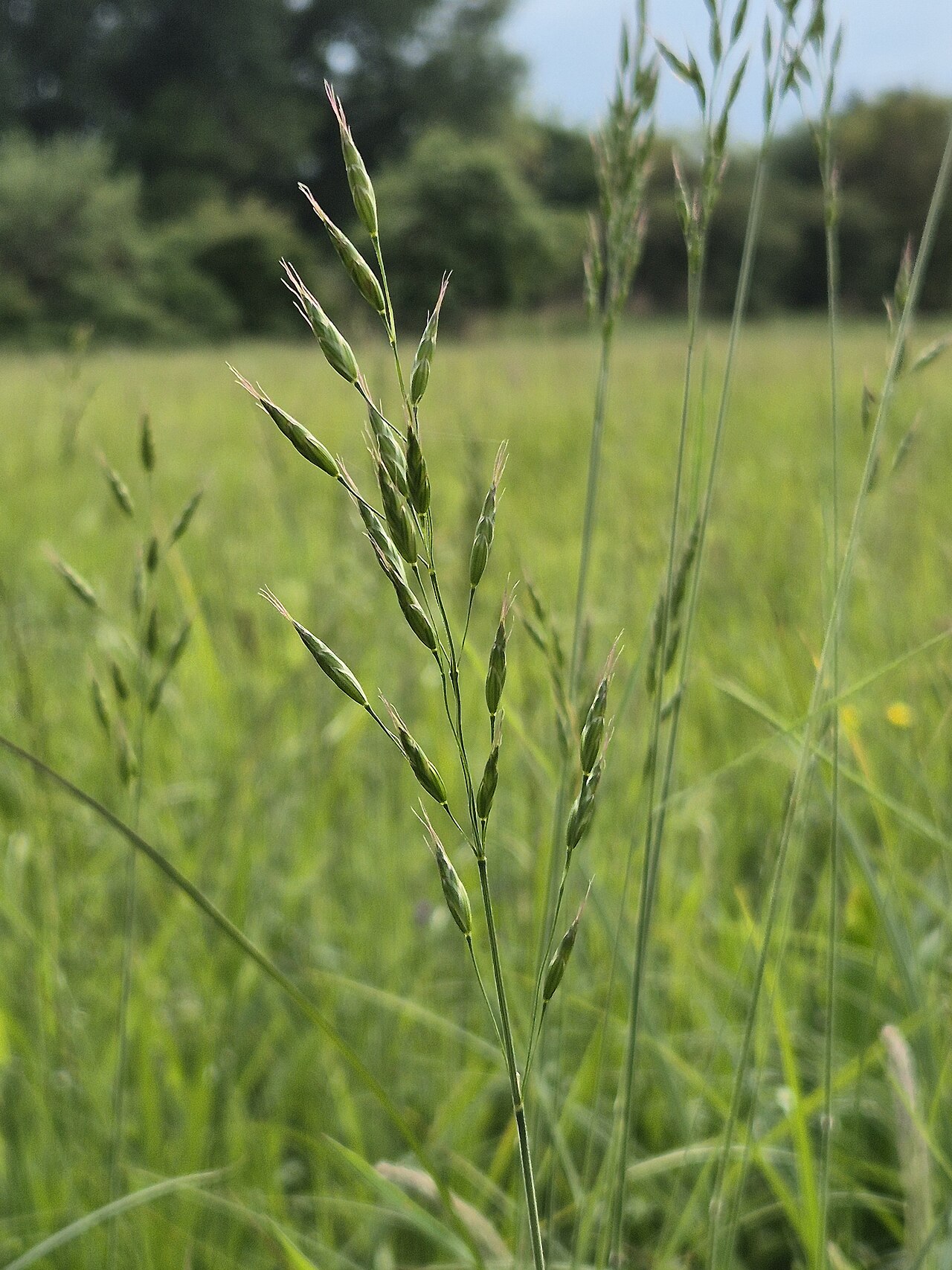 Bald brome: Panicle Taxonym: Bromus racemosus ss Fischer et al. EfÖLS 2008 ISBN 978-3-85474-187-9 Location: Wetland "In Hangen" north of Ulrichskirchen, district Mistelbach