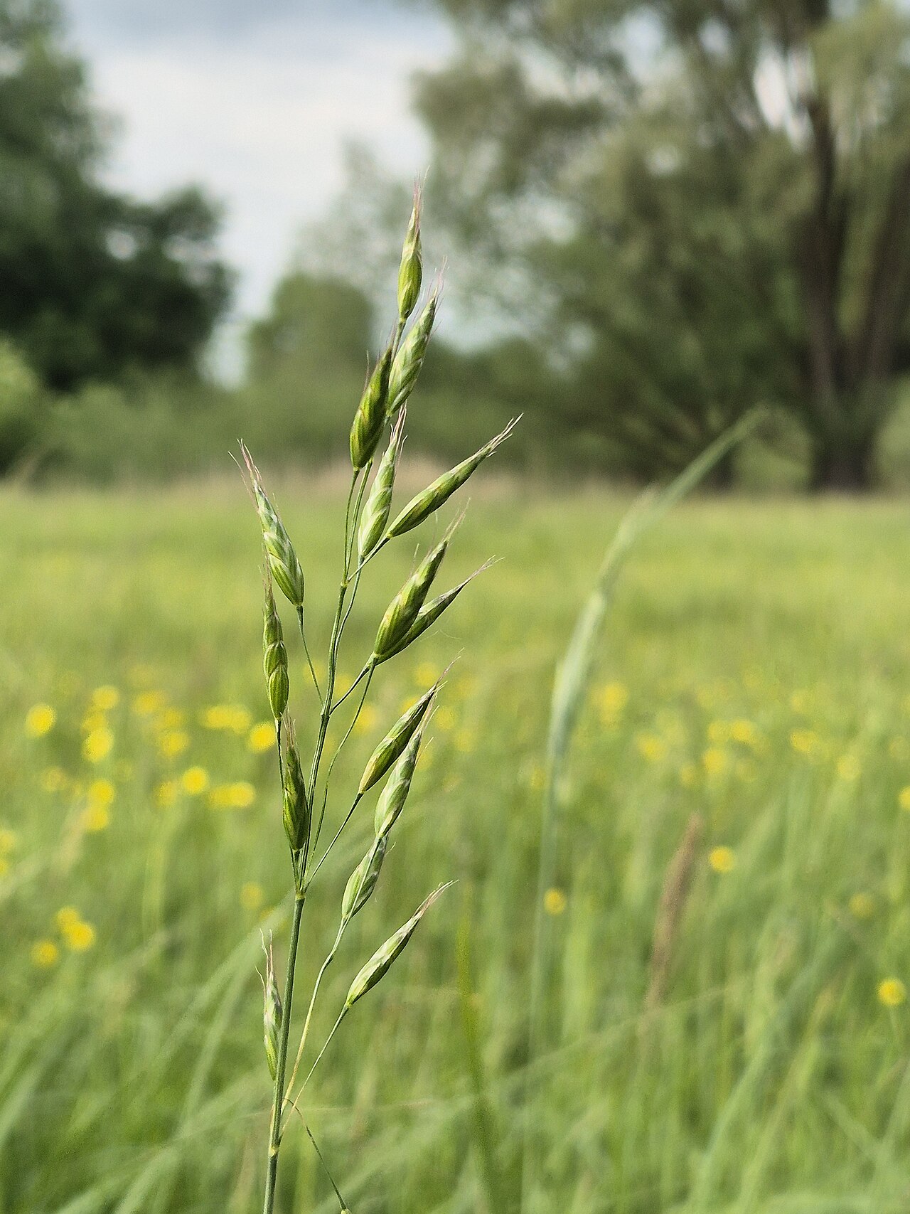 Bald brome: Panicle Taxonym: Bromus racemosus ss Fischer et al. EfÖLS 2008 ISBN 978-3-85474-187-9 Location: Wetland "In Hangen" north of Ulrichskirchen, district Mistelbach