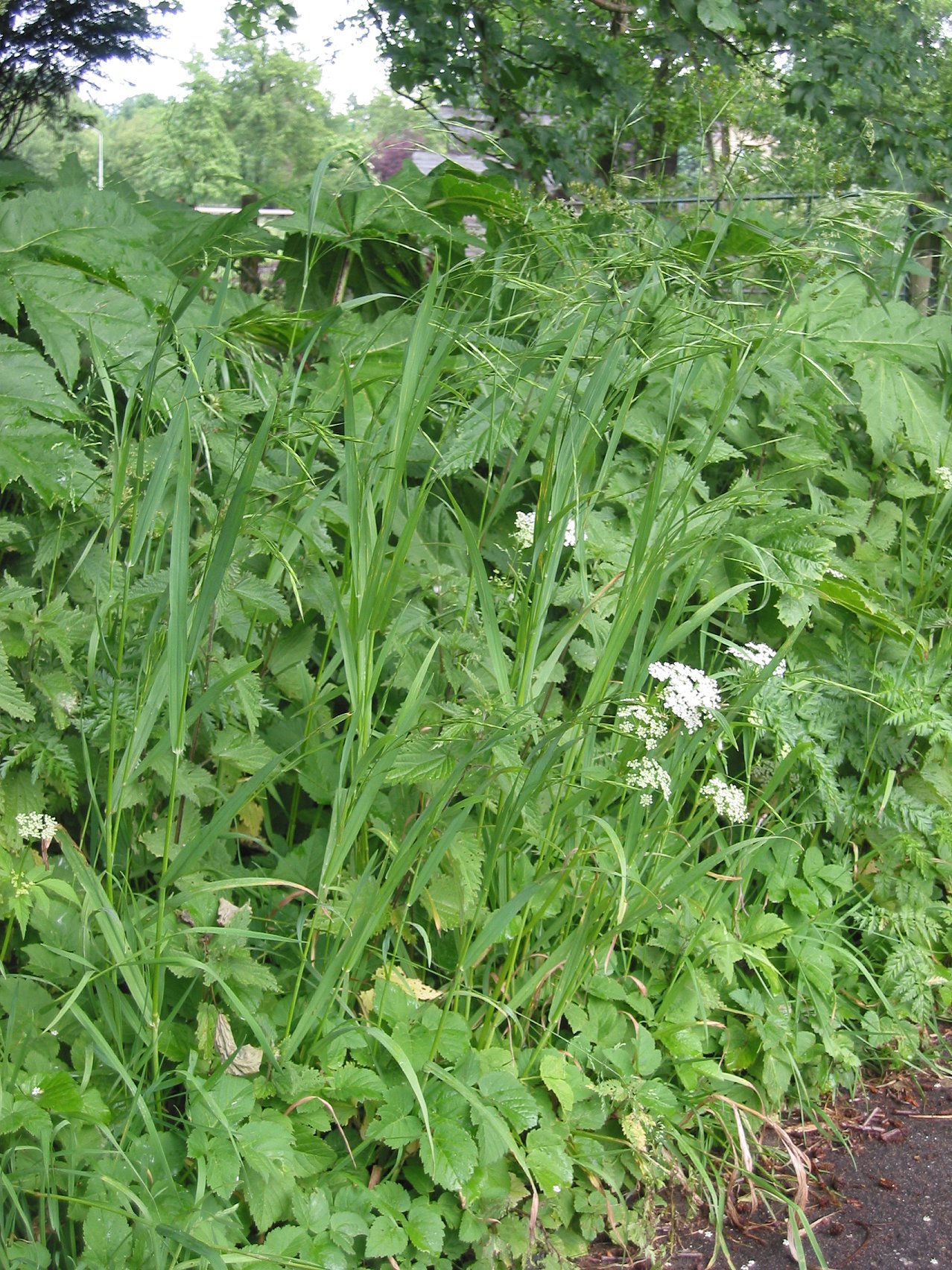 Bald brome (Bromus racemosus)