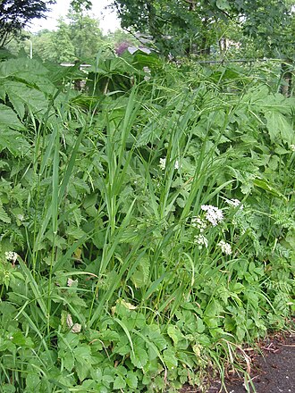 Bald brome (Bromus racemosus)