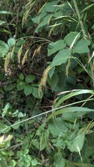 Hairy brome (Bromus ramosus)