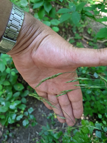 Hairy brome (Bromus ramosus)