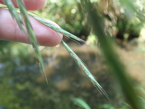 Hairy brome (Bromus ramosus)