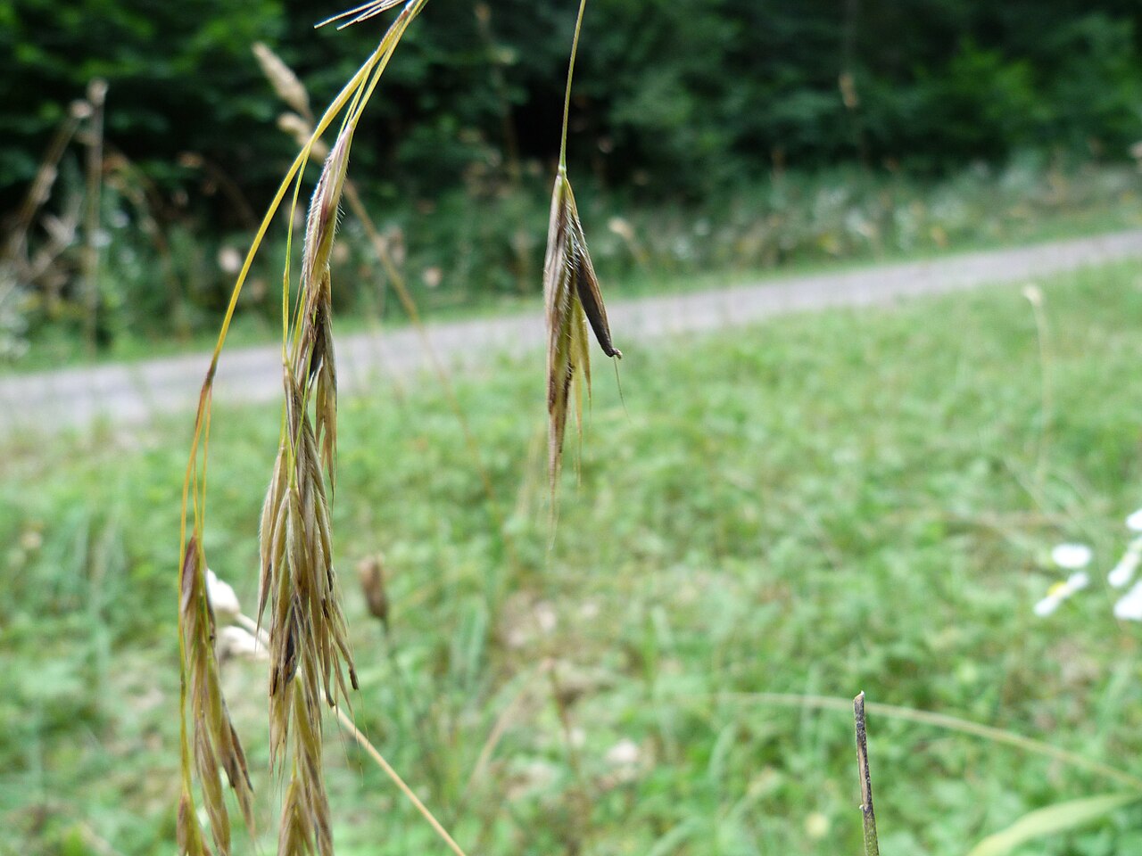 Hairy brome: Ergot sur Bromus ramosus Savigny-lès-Beaune