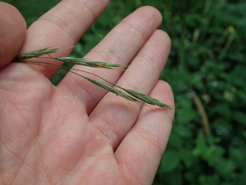 Hairy brome (Bromus ramosus)