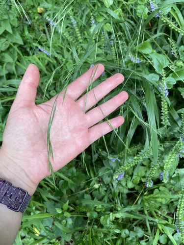 Hairy brome (Bromus ramosus)