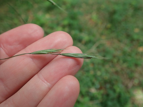 Hairy brome (Bromus ramosus)