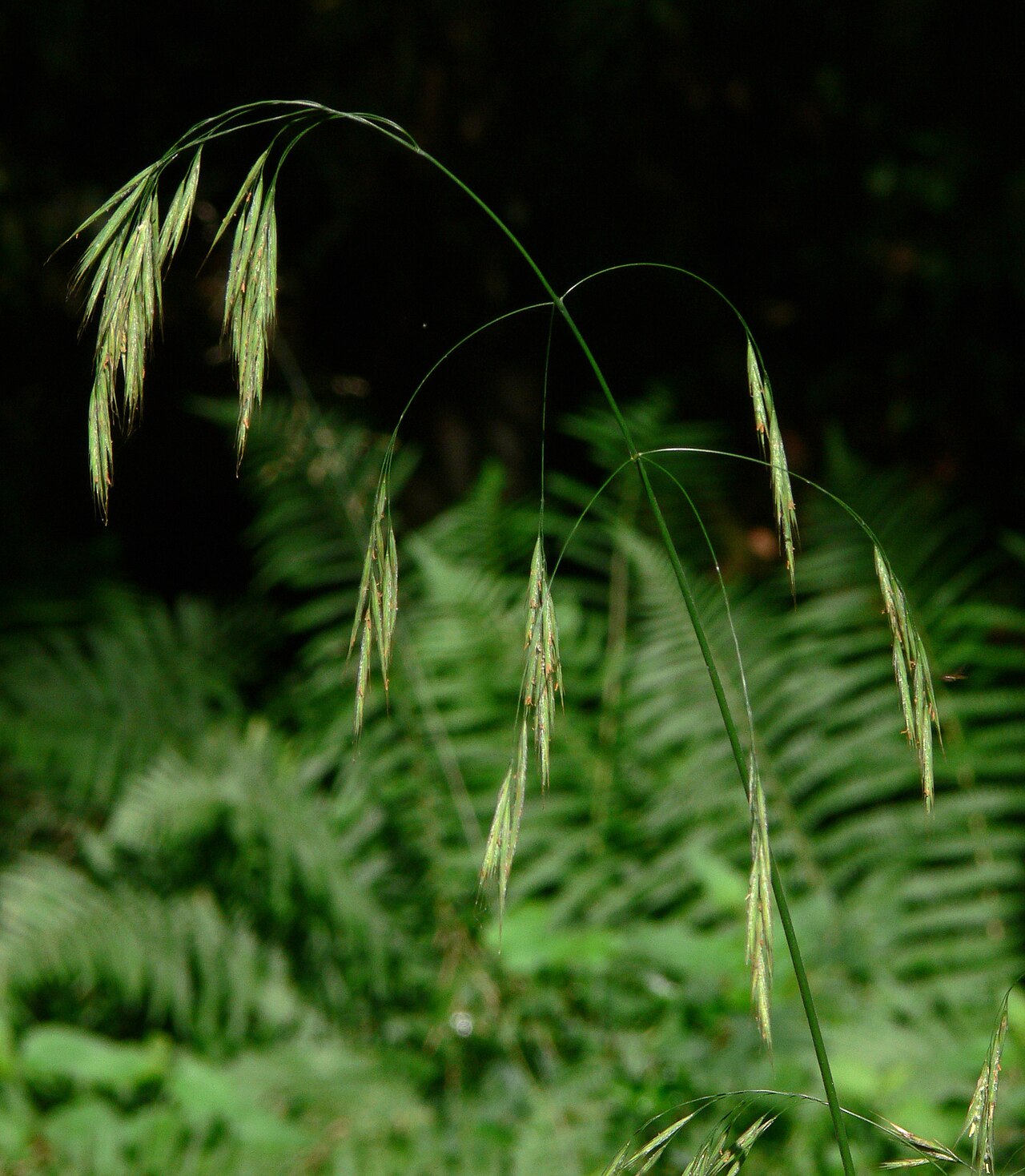 Hairy brome: Hairy Brome