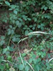 Hairy brome (Bromus ramosus)