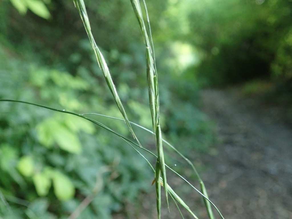 Hairy brome (Bromus ramosus)