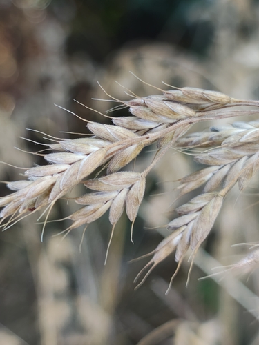 Rye brome (Bromus secalinus)