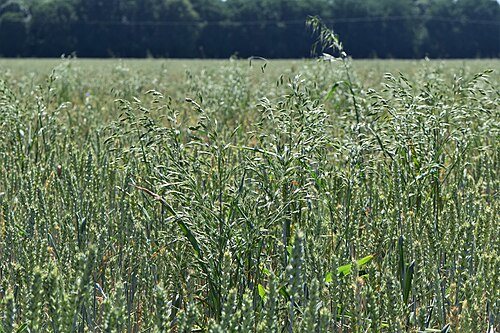 Rye brome: Bromus secalinus in Świerzno, NW Poland