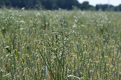 Rye brome: Bromus secalinus in Świerzno, NW Poland