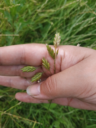 Rye brome (Bromus secalinus)