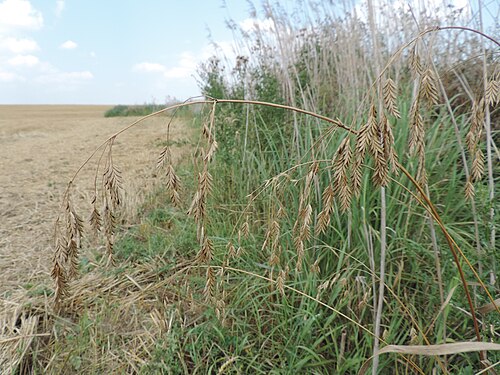 Rye brome: Bromus secalinus in Jesionowo near Przelewice, NW Poland