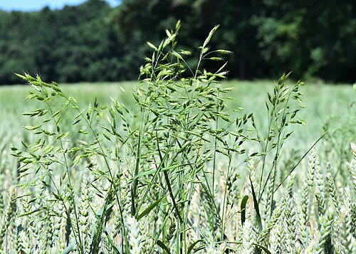 Rye brome: Bromus secalinus in Świerzno, NW Poland