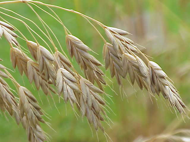 Rye brome: Species : Bromus secalinus Family : Poaceae Image No. 1