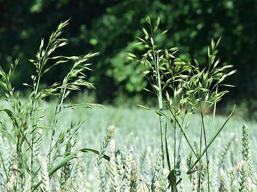 Rye brome: Bromus secalinus in Świerzno, NW Poland