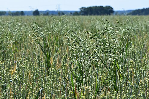 Rye brome: Bromus secalinus in Świerzno, NW Poland