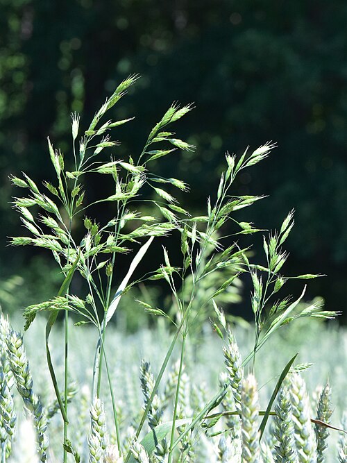 Rye brome: Bromus secalinus in Świerzno, NW Poland