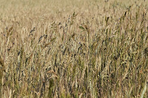 Rye brome: Bromus secalinus in Świerzno, NW Poland