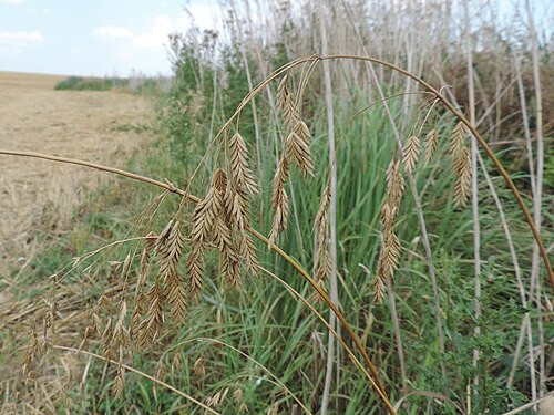 Rye brome: Bromus secalinus in Jesionowo near Przelewice, NW Poland
