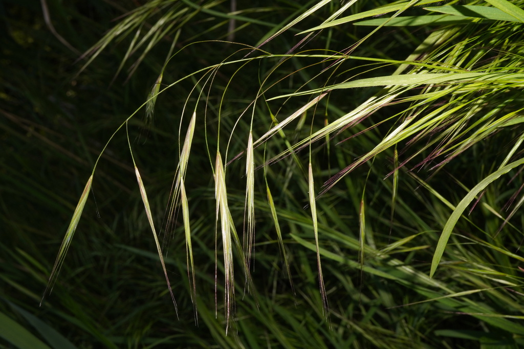 Poverty brome (Bromus sterilis)