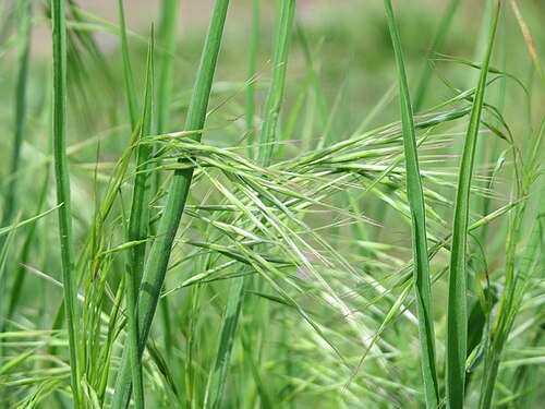 Poverty brome: Taube Trespe ( Bromus sterilis ) in Hockenheim