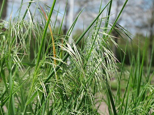 Poverty brome: Taube Trespe ( Bromus sterilis ) in Hockenheim