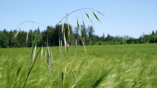 Poverty brome (Bromus sterilis)