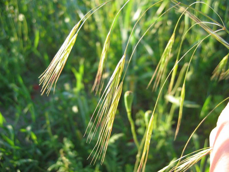 Poverty brome: Taube Trespe