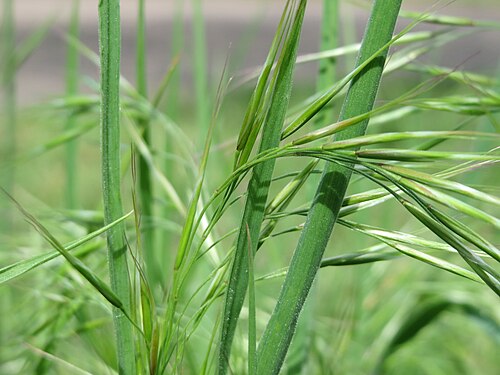 Poverty brome: Taube Trespe ( Bromus sterilis ) in Hockenheim