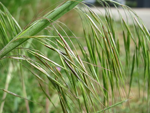 Poverty brome: Taube Trespe ( Bromus sterilis ) in Hockenheim