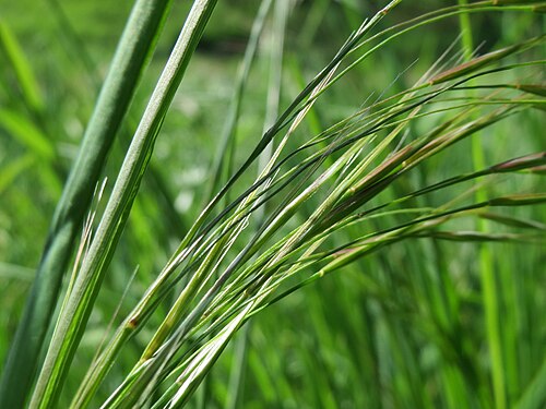 Poverty brome: Taube Trespe ( Bromus sterilis ) im Hockenheimer Rheinbogen