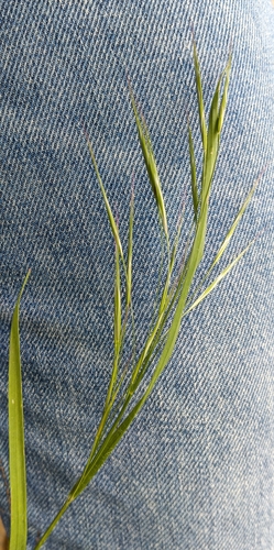 Poverty brome (Bromus sterilis)