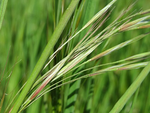 Poverty brome: Taube Trespe ( Bromus sterilis ) im Hockenheimer Rheinbogen