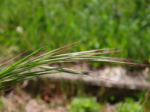 Poverty brome (Bromus sterilis)