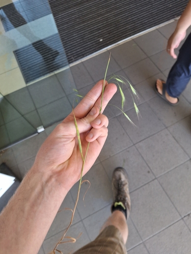 Poverty brome (Bromus sterilis)