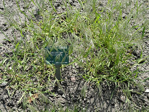 Drooping brome: Botanical specimen in the University of Copenhagen Botanical Garden, Copenhagen, Denmark.