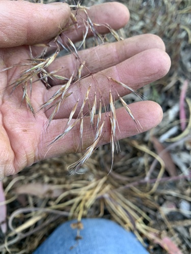 Drooping brome (Bromus tectorum)
