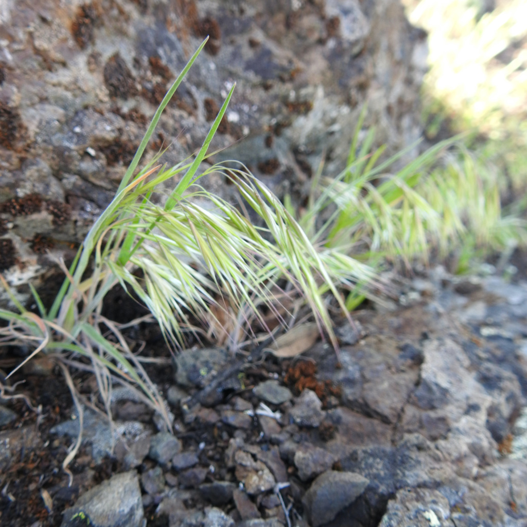 Drooping brome (Bromus tectorum)