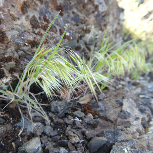 Drooping brome (Bromus tectorum)