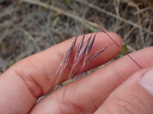 Drooping brome (Bromus tectorum)