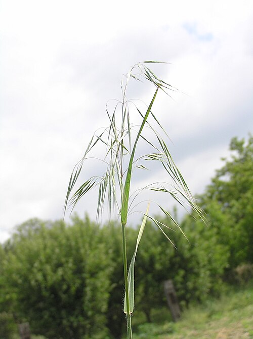 Drooping brome: Bromus tectorum, Poudřany, Southern Moravia, Czech Republic