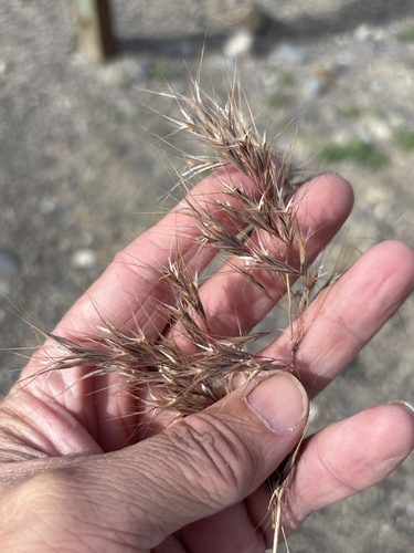 Drooping brome (Bromus tectorum)