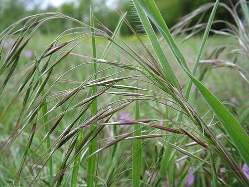 Drooping brome: Dach-Trespe ( Bromus tectorum ) in Hockenheim