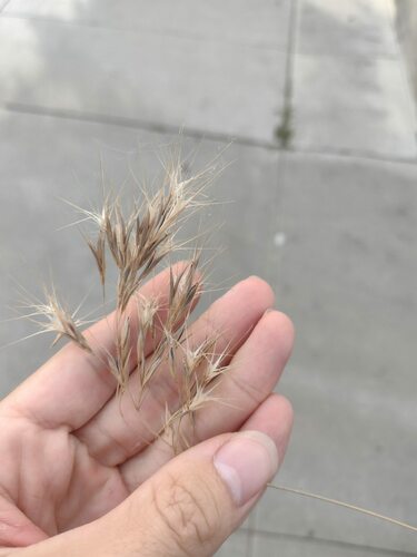 Drooping brome (Bromus tectorum)